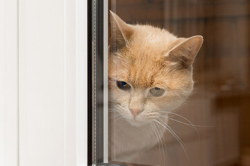 cat looks out the window, shot through glass.