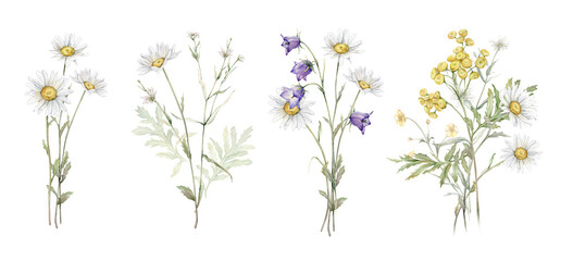 Watercolor botanical set of bouquets of summer meadow flowers. Hand drawn illustration of Chamomile and little violet bell. Yellow tansy and white daisy and blue bluebell on isolated background. - obrazy, fototapety, plakaty