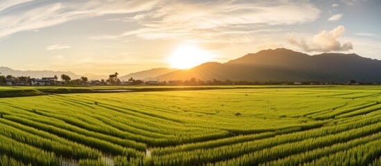 The Landscape View Of Beautiful Paddy Field With Sunrise At Brown Avenue - obrazy, fototapety, plakaty