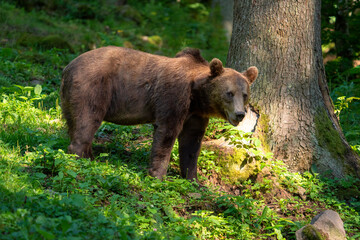 Fototapeta premium Brown bear in a forest. Before sunset. Portrait of a brown bear. Male/female. Green background, forest. With tree.