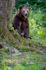 Obraz premium Brown bear in a forest. Before sunset. Portrait of a brown bear. Male/female. Green background, forest. With tree.