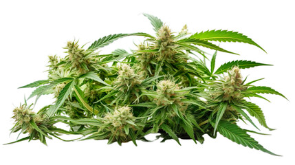  Cannabis isolated on transparent background, png