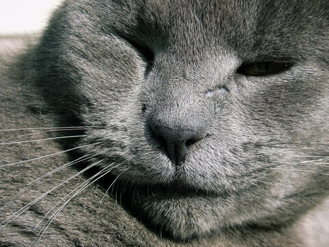 Scratched but satisfied muzzle of a gray British cat after love adventures.