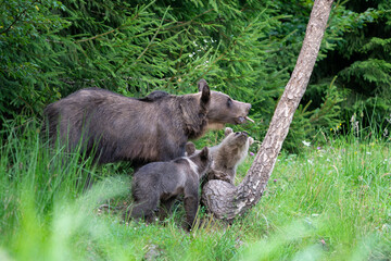 Brown bear in a forest. Before sunset. Portrait of a brown bear. Male/female. Cubs with mother. Green background, forest. With tree.