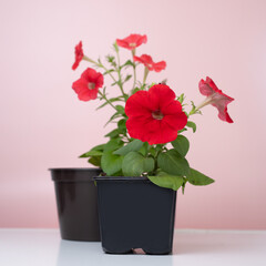 Red petunia. Bush and hanging garden flowers in pots and containers. Seedling. Agriculture and hobby growing annual flowers. Plant on a delicate pink background