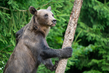 Brown bear in a forest. Before sunset. Portrait of a brown bear. Male/female. Green background,...