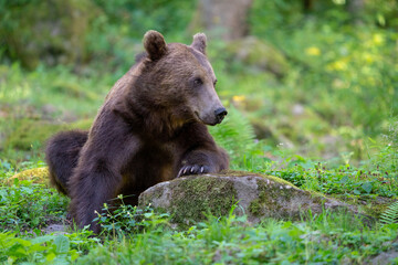 Fototapeta premium Brown bear in a forest. Before sunset. Portrait of a brown bear. Male/female. Green background, forest. With tree.