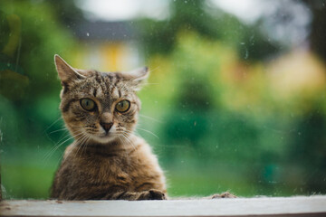 A cat watches through the glass of a window.