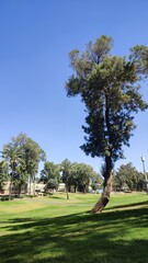 golf course in the morning