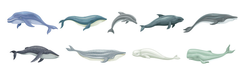 Whale as Large Marine Mammal Swimming in the Ocean Vector Set © Happypictures