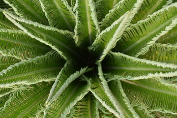 Fototapeta na wymiar Cycas plant leaf closeup image from Pune India