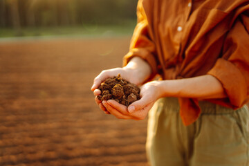 Women's hands sort through fertile soil in the field. Farmer checks the quality of the soil....