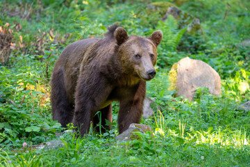 Fototapeta premium Brown bear in a forest. Before sunset. Portrait of a brown bear. Male/female. Green background, forest. With tree.
