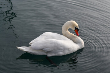 Portrait of a swan (Cygnus), a large flying bird of the waterfowl family Anatidae, on Lake Garda, Italy