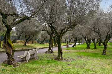Public garden in a olive grove on the shore of Lake Garda, empty in winter, Sirmione, Brescia,...