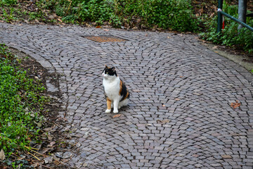 Portrait of a calico cat, domestic cat of any breed with a tri-color coat (white with large orange and black patches), sitting on the porphyry path of a public park