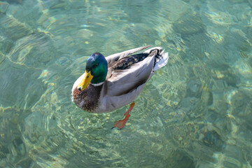 Portrait of a male mallard (Anas platyrhynchos), a dabbling duck with a glossy and iridescent green...