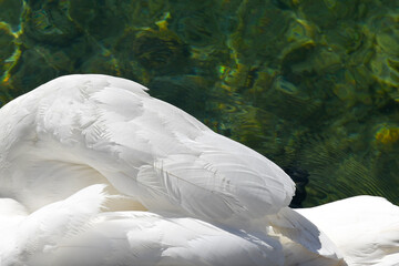 Close-up from above of the white wings of a swan (Cygnus) against the transparent lake water