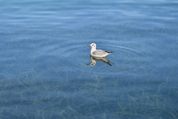 A young specimen of little gull (Hydrocoloeus minutus), the smallest species of gull in the world, swimming on the trasparent water of Lake Garda with a meadow of algae on the bottom, Sirmione, Italy