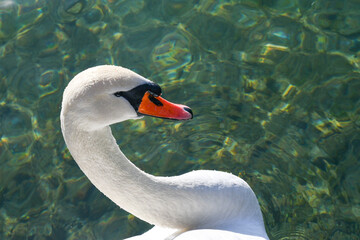 Close-up portrait of a swan (Cygnus), a large flying bird of the waterfowl family Anatidae, on Lake...
