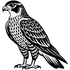 hawk silhouette vector illustration svg file
