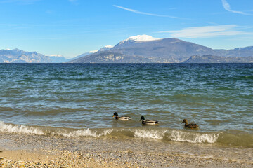 Three mallard ducks (Anas platyrhynchos) swimming on the shore of Lake Garda, in front of the Muses Beach, with Monte Baldo alpine mountain range in the background, Sirmione, Brescia, Lombardy, Italy
