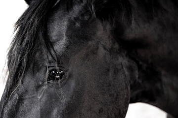 portrait of a black horse fine art close-up