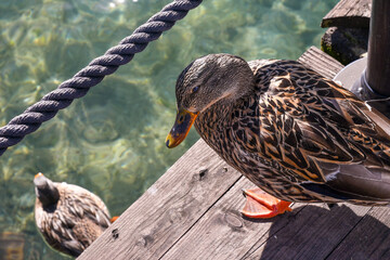 Close-up portrait of a female mallard (Anas platyrhynchos), a dabbling duck with brown-speckled plumage, standing on a wooden pier on the shore of Lake Garda, Sirmione, Brescia, Lombardy, Italy - obrazy, fototapety, plakaty