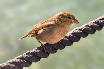 Portrait of a female of Italian sparrow (Passer italiae), a small chunky bird, with grey and brown plumage, on a rope, Sirmione, Brescia, Lombardy, Italy