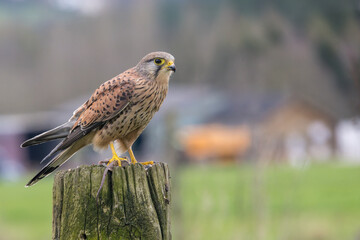 Male Kestrel, Falco Tinnunculus, perched on a gate post