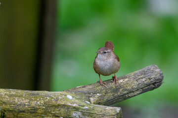 Wren, Troglodytes troglodytes, perched on a log