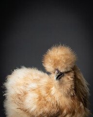 Silkie Chicken on gray background