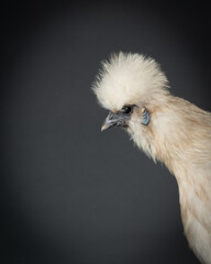 Silkie Chicken on gray background