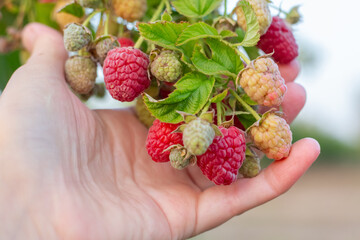 ripe raspberries of the Maravilla variety in a woman hand. Large varieties of raspberries grow on the farm