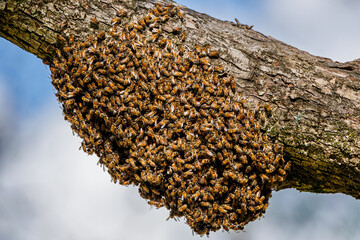 Bee Swarm on Tree