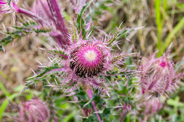 Close-up of a bull thistle flower bud. 