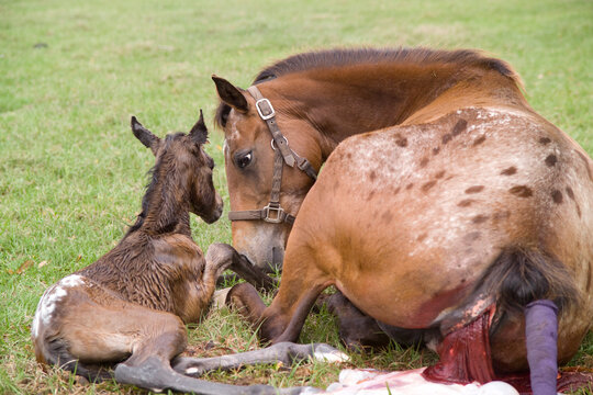 Newborn Appaloosa Horse 
foal lying with 
with mare