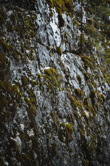 Fototapeta na wymiar Closeup of bedrock outcrop with lush moss groundcover