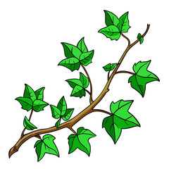 Green climbing ivy creeper branch twig, hand drawing from rea