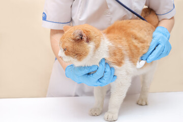 Veterinarian examining ginger cat on table in veterinary clinic. Pet health check up.