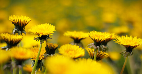 Yellow dandelions in spring on a meadow. Beautiful soft floral image of spring nature. Concept of...