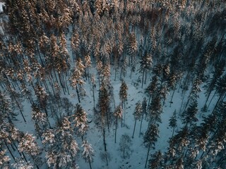 Winter Snow Landscape in Sweden by Drone - obrazy, fototapety, plakaty
