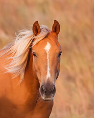 Beautiful Horse Portrait; blonde mane blowing in the wind against an out of focus golden field background - obrazy, fototapety, plakaty