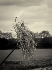 Black and white sepia toned retro image of hay on a pitchfork in a rural setting invoking a...