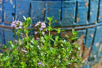 Naklejka na ściany i meble Kwitnący cząber (Satureja), roślina często goszcząca w kuchni jako przyprawa