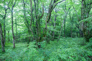 Greenery of dense undergrowth and tree canopy in European forest blurred background in Croatia