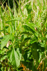 Spider On Plant Leaf