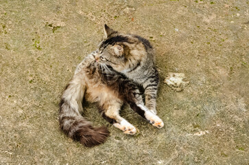 A Cat On Concrete Pavement