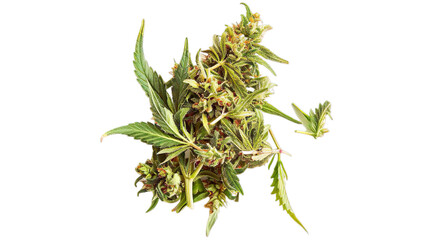  Cannabis isolated on transparent background, png