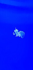 jellyfish in aquarium